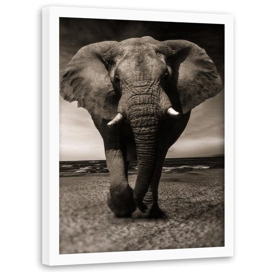 Obraz w ramie białej FEEBY, Afryka Słoń Czarno Biały 60x90 Feeby