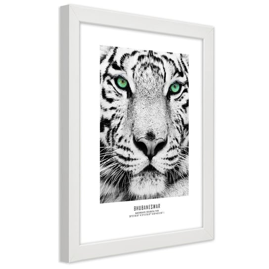 Obraz w ramie białej FEEBY, Afryka Tygrys Zwierzęta 30x45 Feeby