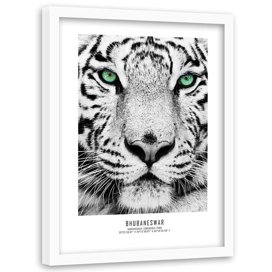 Obraz w ramie białej FEEBY, Afryka Tygrys Zwierzęta 60x90 Feeby