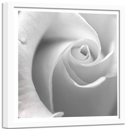 Obraz w ramie białej FEEBY, Biała Róża w Makro Kwiat 40x40 Feeby