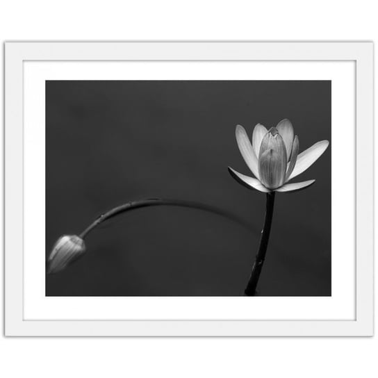 Obraz w ramie białej FEEBY Biały kwiat 2, 50x40 cm cm Feeby