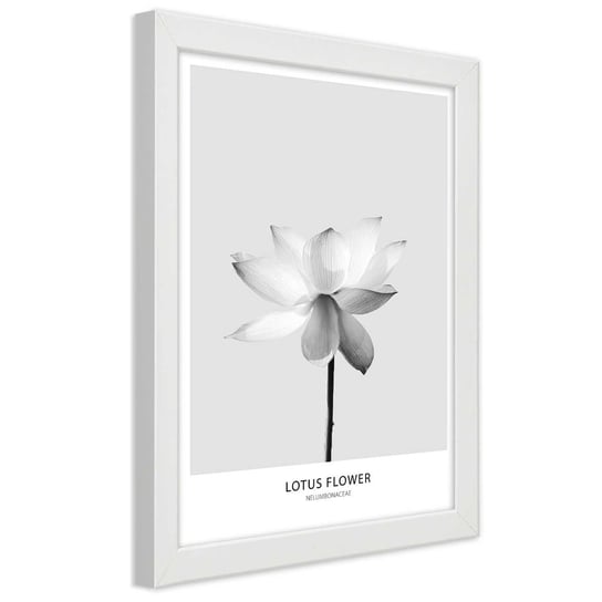 Obraz w ramie białej FEEBY, Biały Kwiat Lotosu Natura 20x30 Feeby