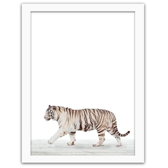 Obraz w ramie białej FEEBY Biały tygrys, 40x60 cm Feeby