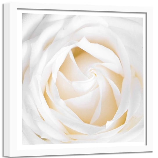 Obraz w ramie białej FEEBY, Delikatna Biała Róża 90x90 Feeby