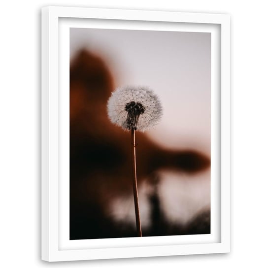 Obraz w ramie białej FEEBY, Dmuchawiec Kwiat Roślina 60x90 Feeby