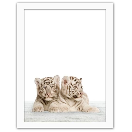 Obraz w ramie białej FEEBY Dwa małe białe tygrysy, 21x29,7 cm Feeby