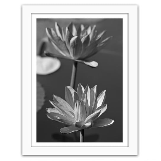 Obraz w ramie białej FEEBY Dwie lilie wodne, 70x100 cm Feeby