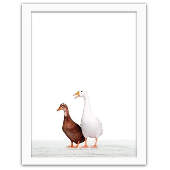 Obraz w ramie białej FEEBY Gęś i kaczka, 60x80 cm Feeby