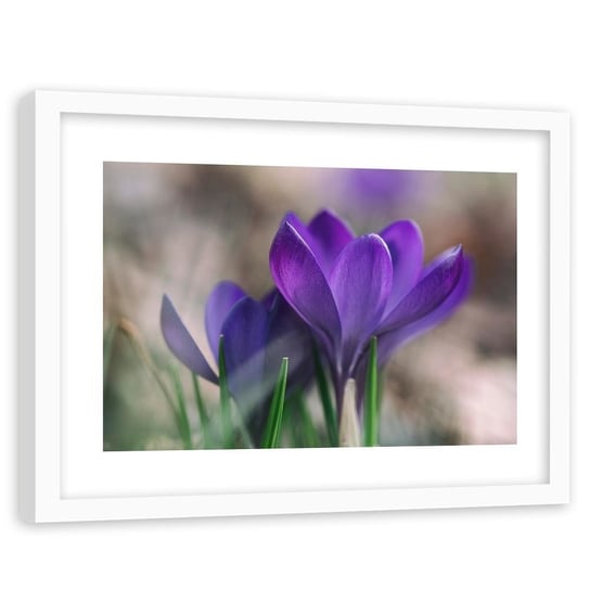 Obraz w ramie białej FEEBY, Krokusy Wiosna Kwiaty Natura 120x80 Feeby