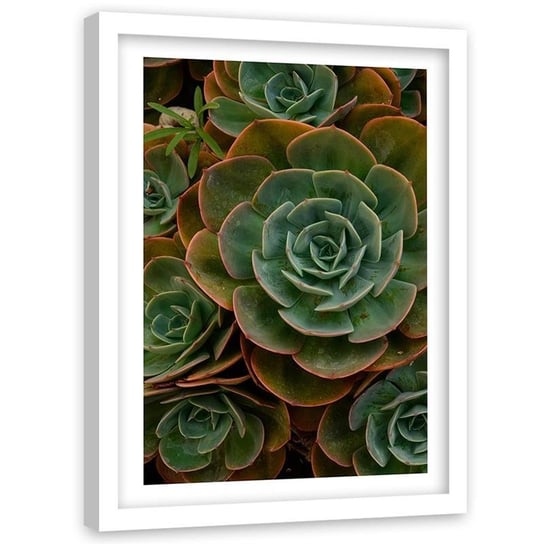 Obraz w ramie białej FEEBY, Kwiat Sukulent Zielony 80x120 Feeby