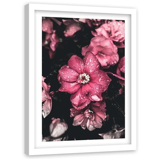 Obraz w ramie białej FEEBY, Kwiaty Różowe Przyroda 40x50 Feeby