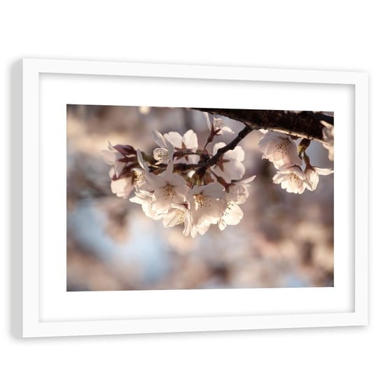 Obraz w ramie białej FEEBY, Kwitnąca Wiśnia Drzewo Natura 90x60 Feeby