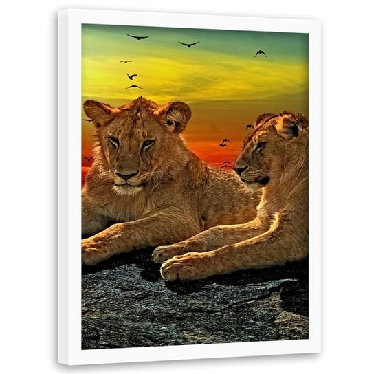 Obraz w ramie białej FEEBY, Lwy Afryka Zwierzęta 50x70 Feeby