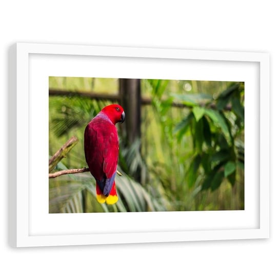 Obraz w ramie białej FEEBY, Papuga Raj Ptaki Natura 120x80 Feeby