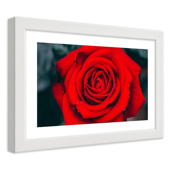 Obraz w ramie białej FEEBY, Piękna Czerwona Róża Kwiat 100x70 Feeby