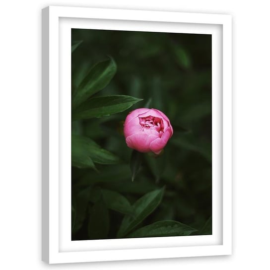 Obraz w ramie białej FEEBY, Różowy Kwiat Pąk Natura 40x50 Feeby