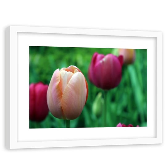 Obraz w ramie białej FEEBY, Tulipan Kwiat Różowy 60x40 Feeby