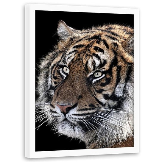 Obraz w ramie białej FEEBY, Tygrys Zwierzęta Natura 40x60 Feeby