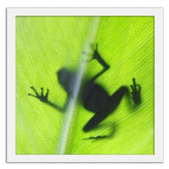 Obraz w ramie białej FEEBY, Żaba na zielonym liściu, 20x20 cm Feeby