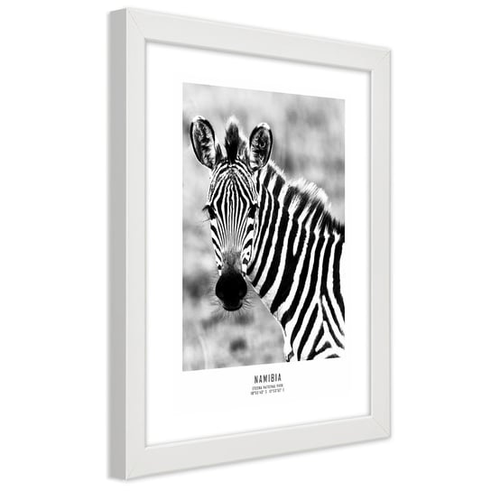 Obraz w ramie białej FEEBY, Zebra Zwierzęta Natura 20x30 Feeby