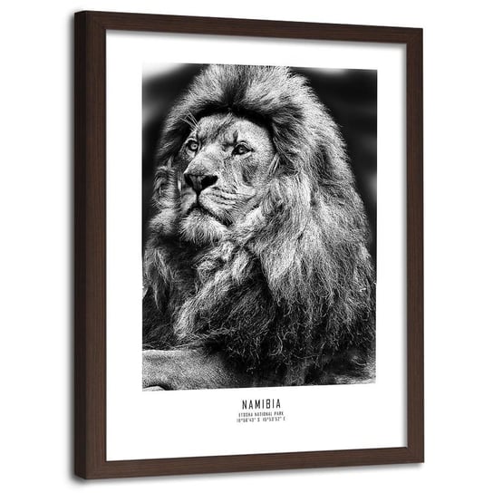 Obraz w ramie brązowej FEEBY, Afryka Lew Zwierzęta 60x90 Feeby