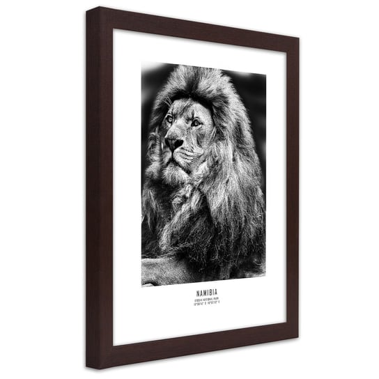 Obraz w ramie brązowej FEEBY, Afryka Lew Zwierzęta 70x100 Feeby