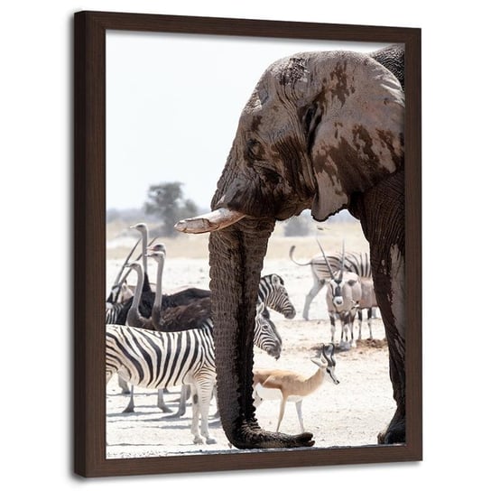 Obraz w ramie brązowej FEEBY, Afryka zwierzęta natura 40x60 Feeby