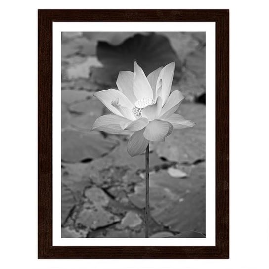 Obraz w ramie brązowej FEEBY Biała lilia wodna, 70x100 cm Feeby