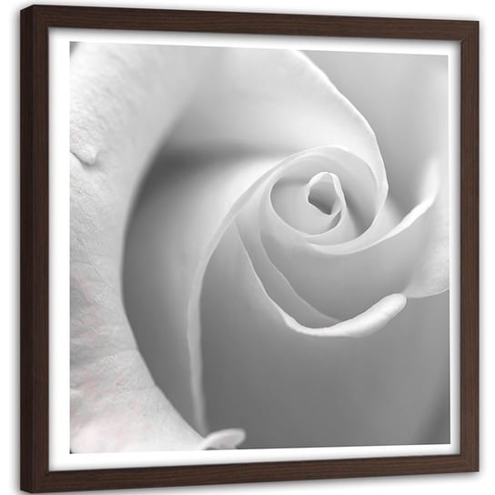 Obraz w ramie brązowej FEEBY, Biała Róża w Makro Kwiat 90x90 Feeby