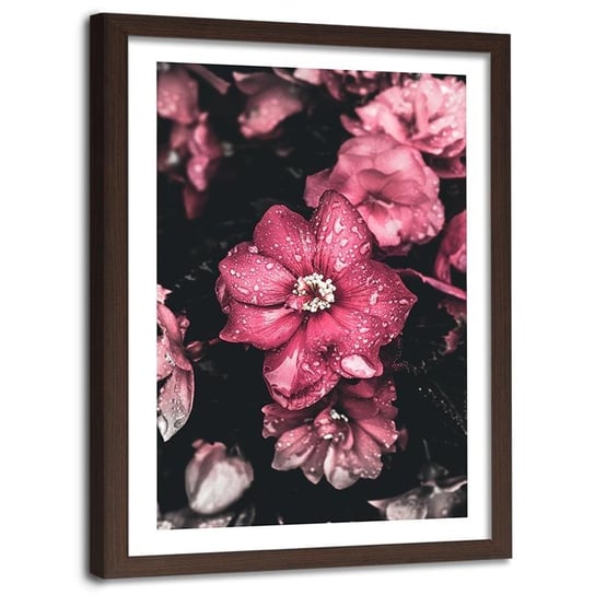 Obraz w ramie brązowej FEEBY, Kwiaty Różowe Przyroda 60x90 Feeby