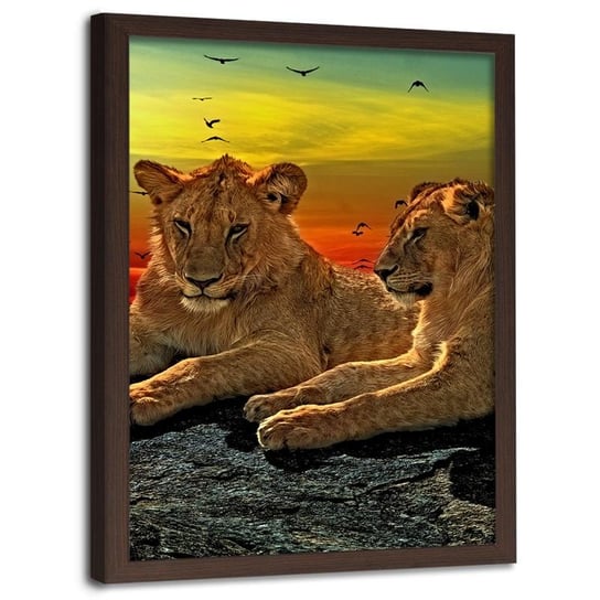 Obraz w ramie brązowej FEEBY, Lwy Afryka Zwierzęta 20x30 Feeby