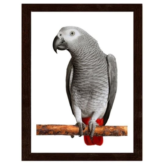 Obraz w ramie brązowej FEEBY Papuga żako, 40x50 cm Feeby