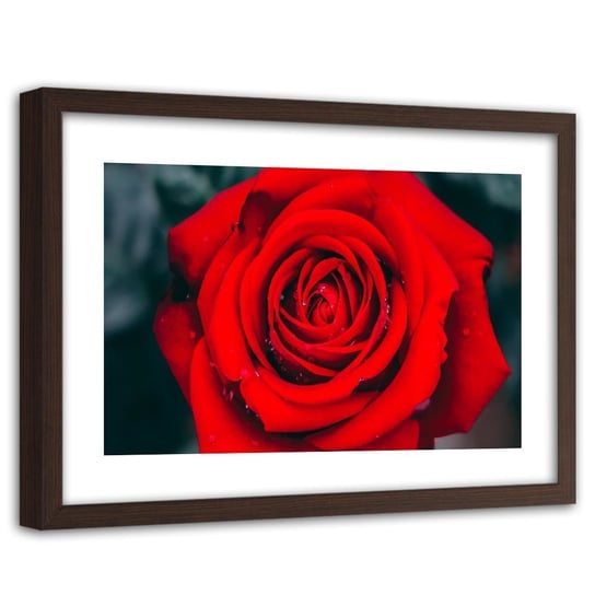 Obraz w ramie brązowej FEEBY, Piękna Czerwona Róża Kwiat 120x80 Feeby