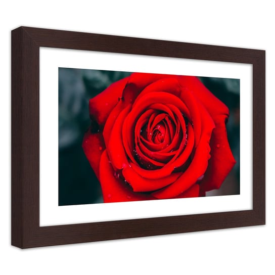Obraz w ramie brązowej FEEBY, Piękna Czerwona Róża Kwiat 45x30 Feeby