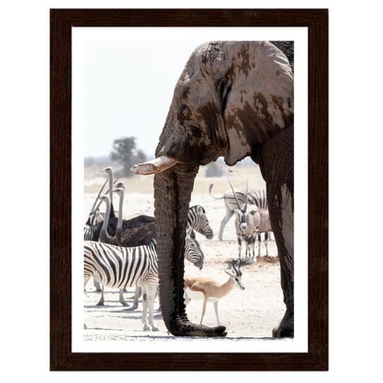 Obraz w ramie brązowej FEEBY, Słoń afrykański, 70x100 cm Feeby