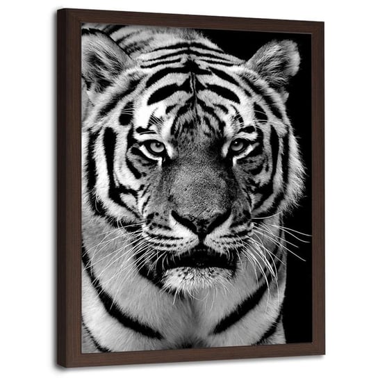 Obraz w ramie brązowej FEEBY, Tygrys Afryka Czarno Biały 60x90 Feeby
