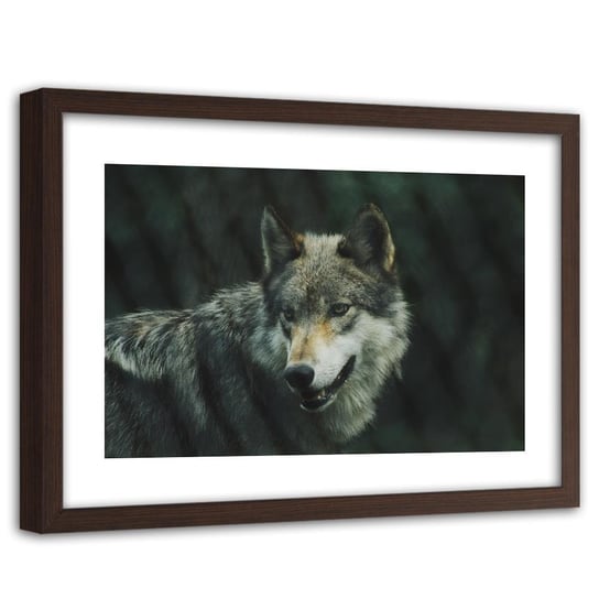 Obraz w ramie brązowej FEEBY, Wilk Zwierzęta Natura 90x60 Feeby