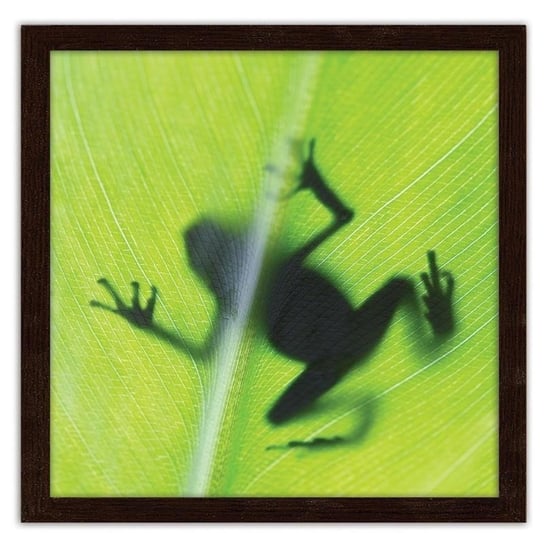 Obraz w ramie brązowej FEEBY, Żaba na zielonym liściu, 40x40 cm Feeby