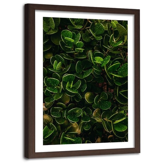 Obraz w ramie brązowej FEEBY, Zielone Liście egzotyczne 70x100 Feeby