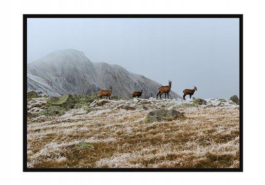 Obraz w ramie czarnej E-DRUK, Góry, 33x43 cm, P1422 e-druk