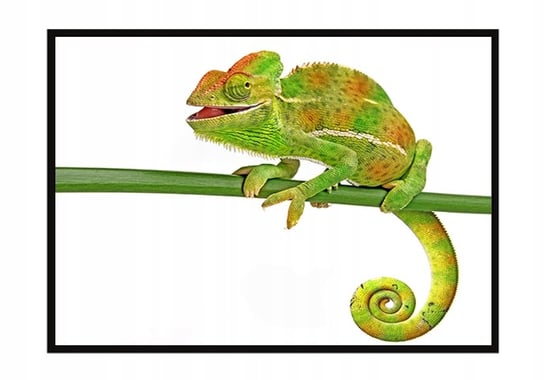 Obraz w ramie czarnej E-DRUK, Kameleon, 33x43 cm, P1137 e-druk