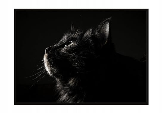 Obraz w ramie czarnej E-DRUK, Kot, 33x43 cm, P1410 e-druk
