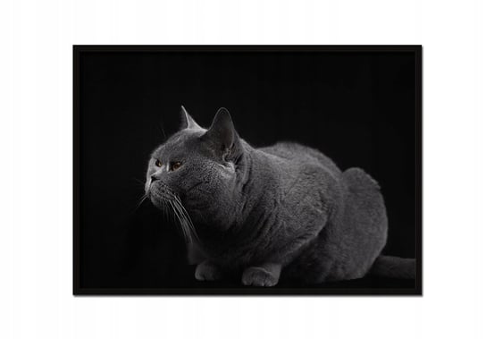 Obraz w ramie czarnej E-DRUK, Kot, 33x43 cm, P868 e-druk