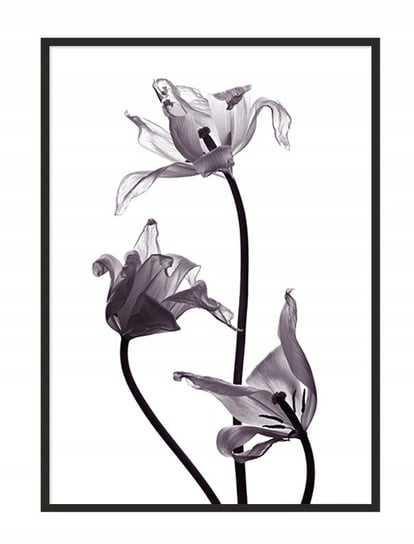 Obraz w ramie czarnej E-DRUK, Kwiat, 33x43 cm, P1037 e-druk