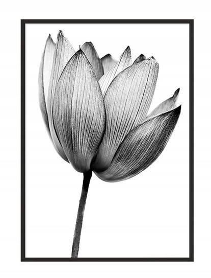 Obraz w ramie czarnej E-DRUK, Kwiat, 33x43 cm, P1038 e-druk