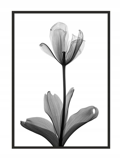 Obraz w ramie czarnej E-DRUK, Kwiat, 33x43 cm, P1041 e-druk