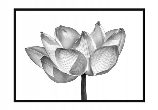 Obraz w ramie czarnej E-DRUK, Kwiat, 33x43 cm, P1044 e-druk