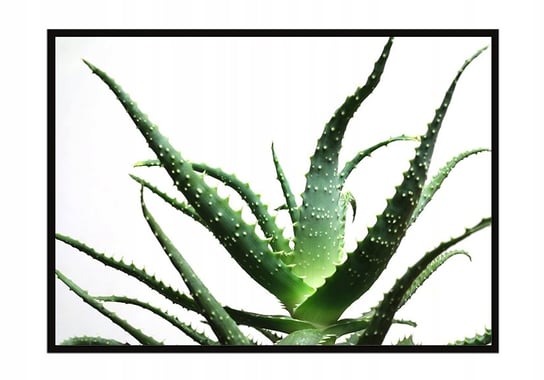 Obraz w ramie czarnej E-DRUK, Kwiat, 33x43 cm, P1045 e-druk