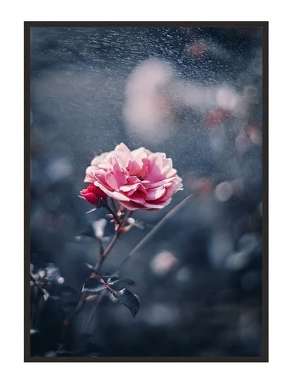 Obraz w ramie czarnej E-DRUK, Kwiat, 33x43 cm, P1237 e-druk