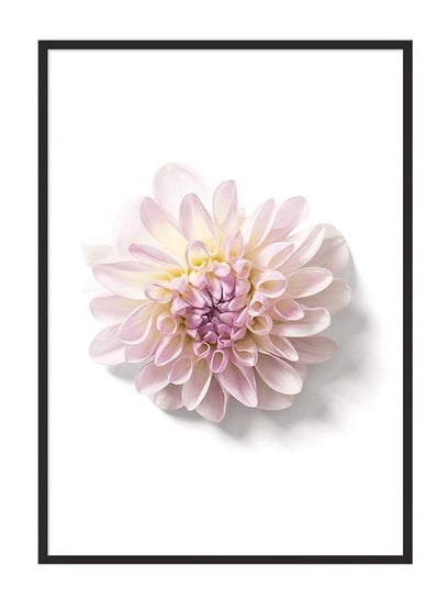 Obraz w ramie czarnej E-DRUK, Kwiat, 33x43 cm, P874 e-druk